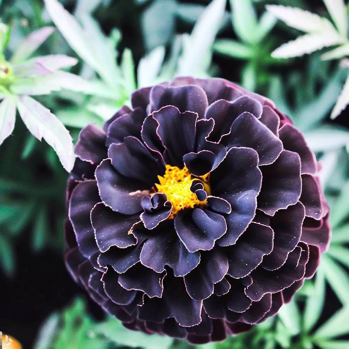 African Marigold Antigua Mixed Growing Large Border Flowers Flower Seeds Home Garden