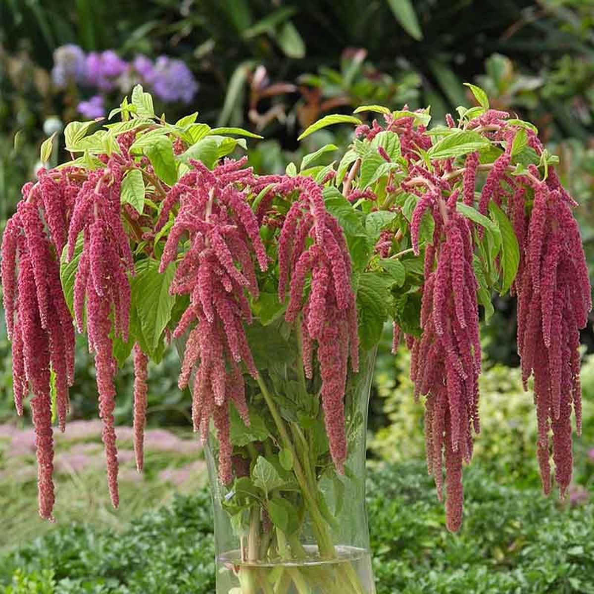 Amaranthus Seeds - Coral Fountain