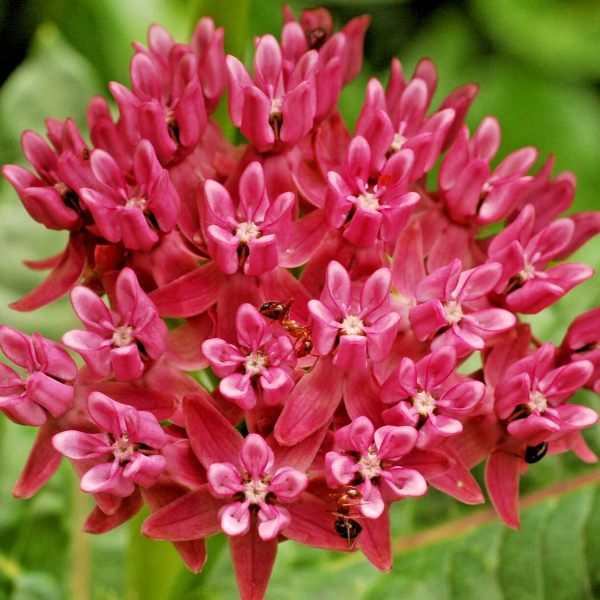 ASCLEPIAS PURPURASCENS Seeds Purple Milkweed RARE Bulk Butterfly Flowers  Heirloom, Non-GMO, High Germination Organic Garden Seeds