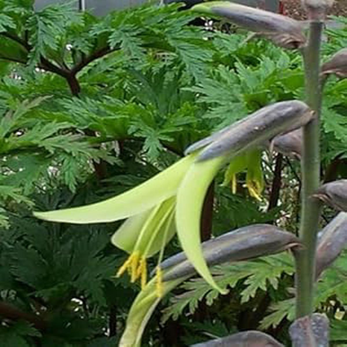 Yellow Puya Mirabilis Flower seeds for Planting - Fragrant Blossoms, Heirloom & GMO Free Seeds for Home Garden
