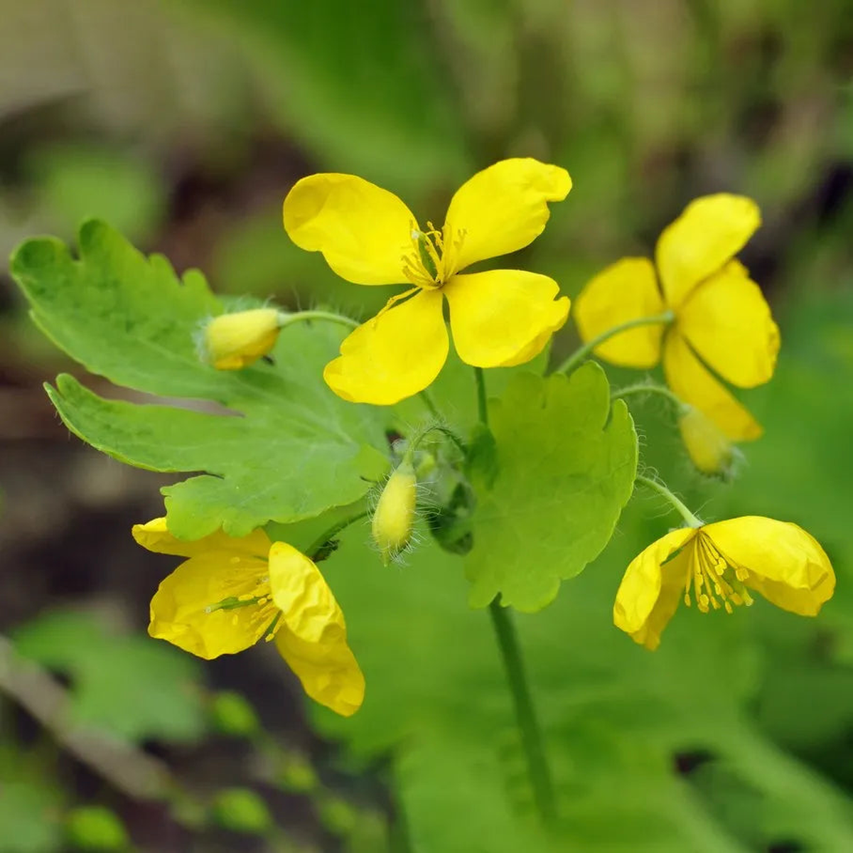 Yellow Tetterwort Flower Seeds for Planting Heirloom, Non-GMO Wildflower Garden Seeds