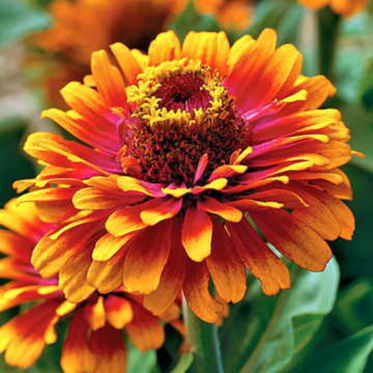 Zowie Yellow Flame Zinnia Seeds | Bi-Color Yellow-Red Zinnias Heirloom, Non-GMO, High Germination Organic Garden Seeds