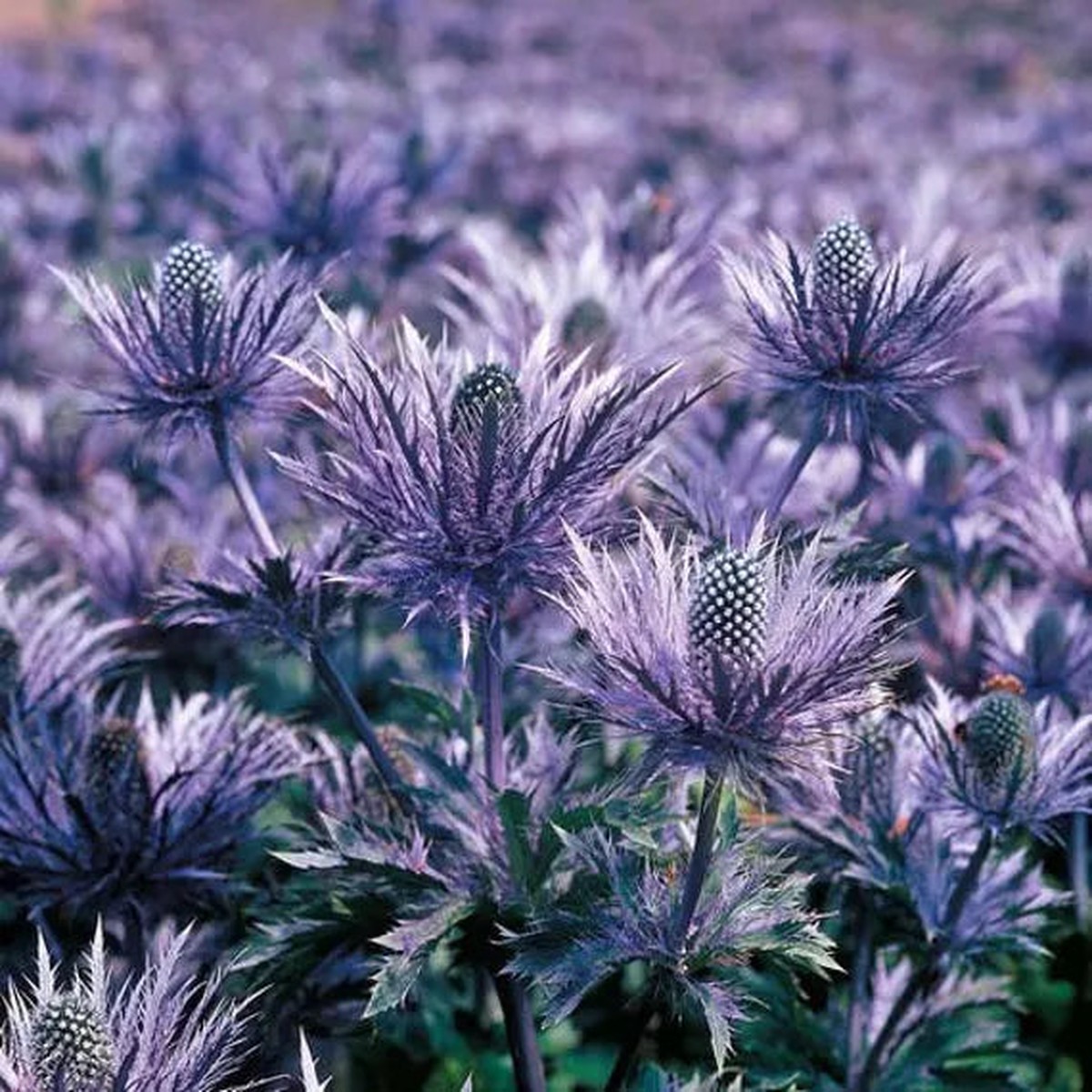 Alpine Blue Sea Holly Flower Seeds for Planting Heirloom Non-GMO Organic Garden Seeds with High Germination