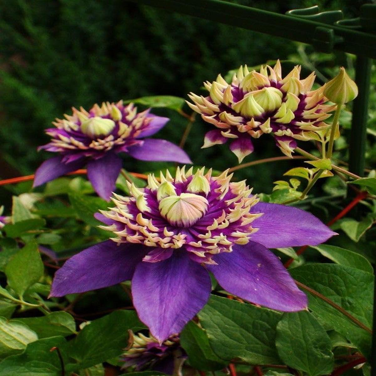 Climbing Clematis Seeds  Clematis Vine Flowering Seeds