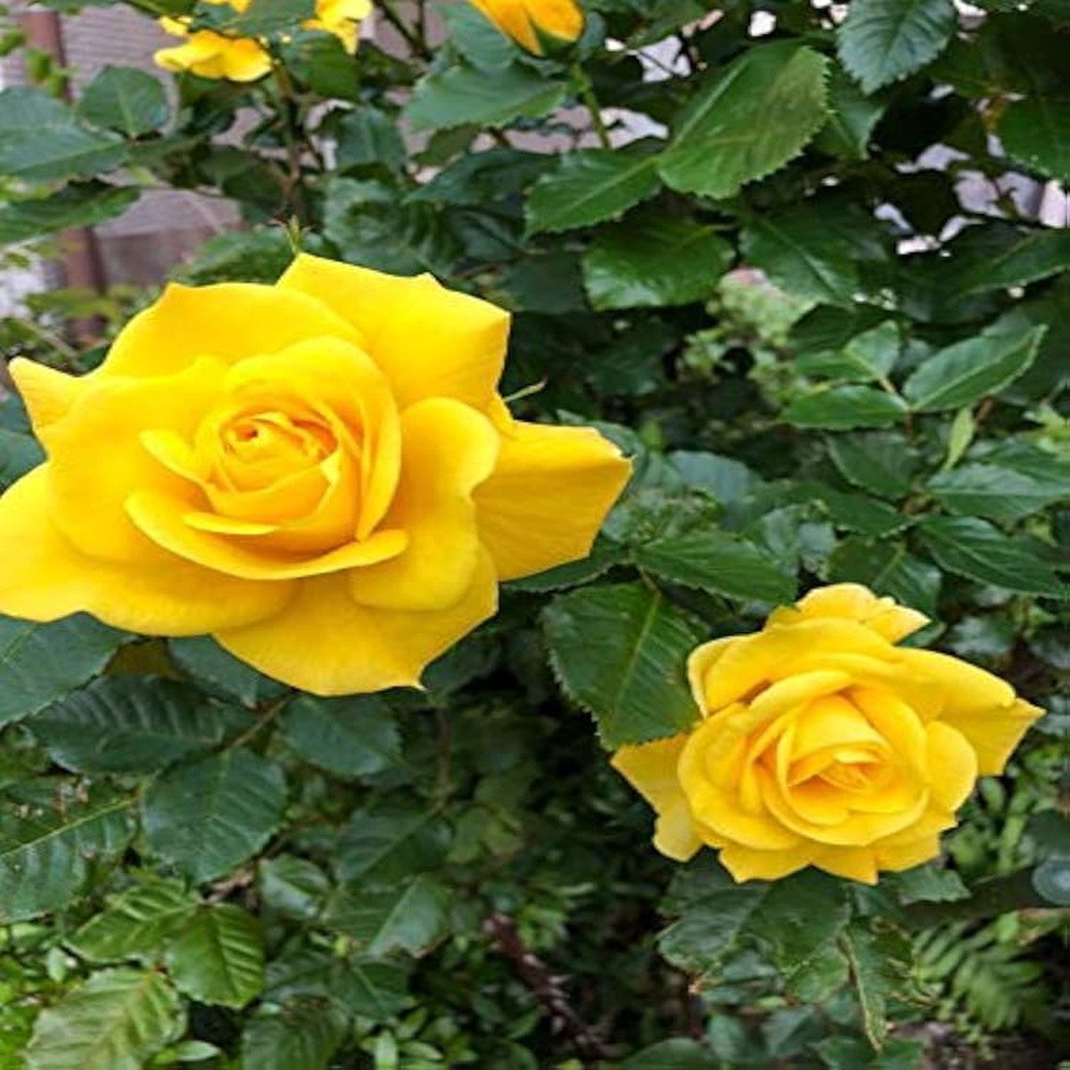 Yellow Rose Planting Rare Home Garden Balcony Flowers Flower Seeds Home Garden Planting,