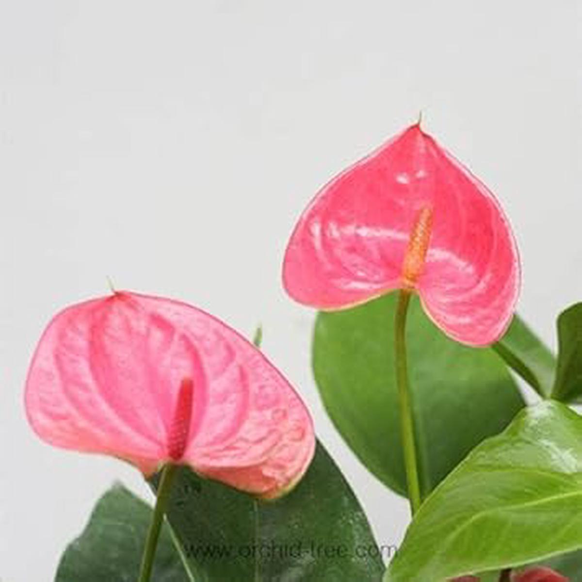 Anthurium Flower seeds for Planting Wildflower Mix Heirloom & GMO Free Seeds for Home Garden