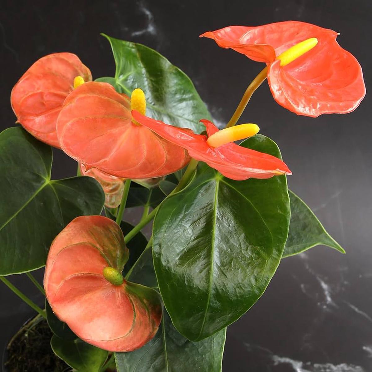 Anthurium Orange Flower Seeds for Planting Heirloom Non-GMO, High Germination Organic Garden Seeds