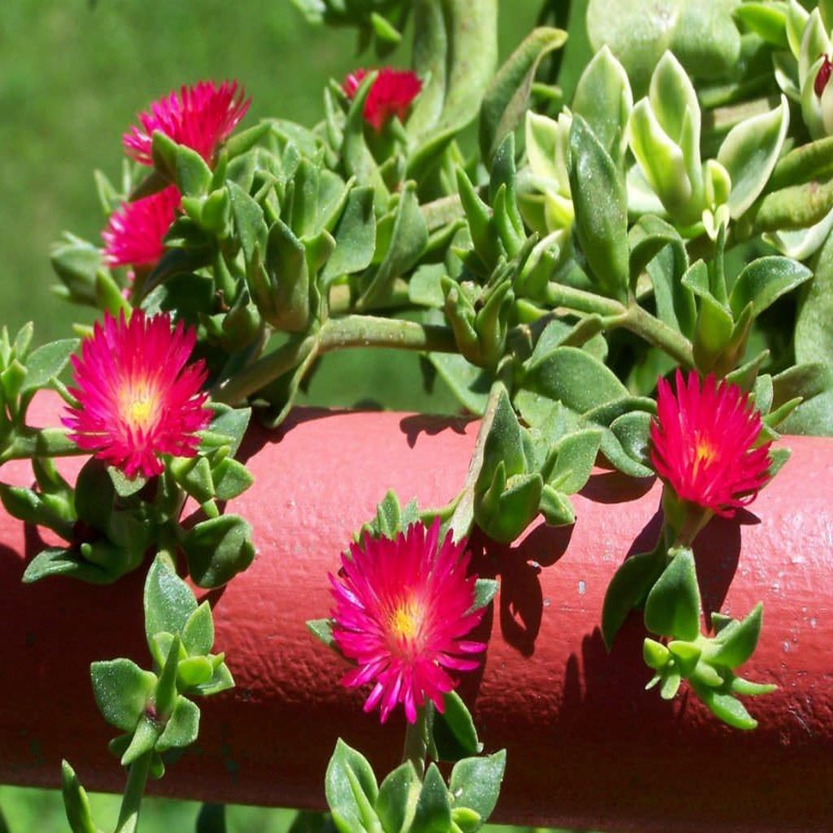 Aptenia Cordifolia Flower seeds for Planting - Seasonal Bloomer, Heirloom & GMO Free Seeds for Home Garden