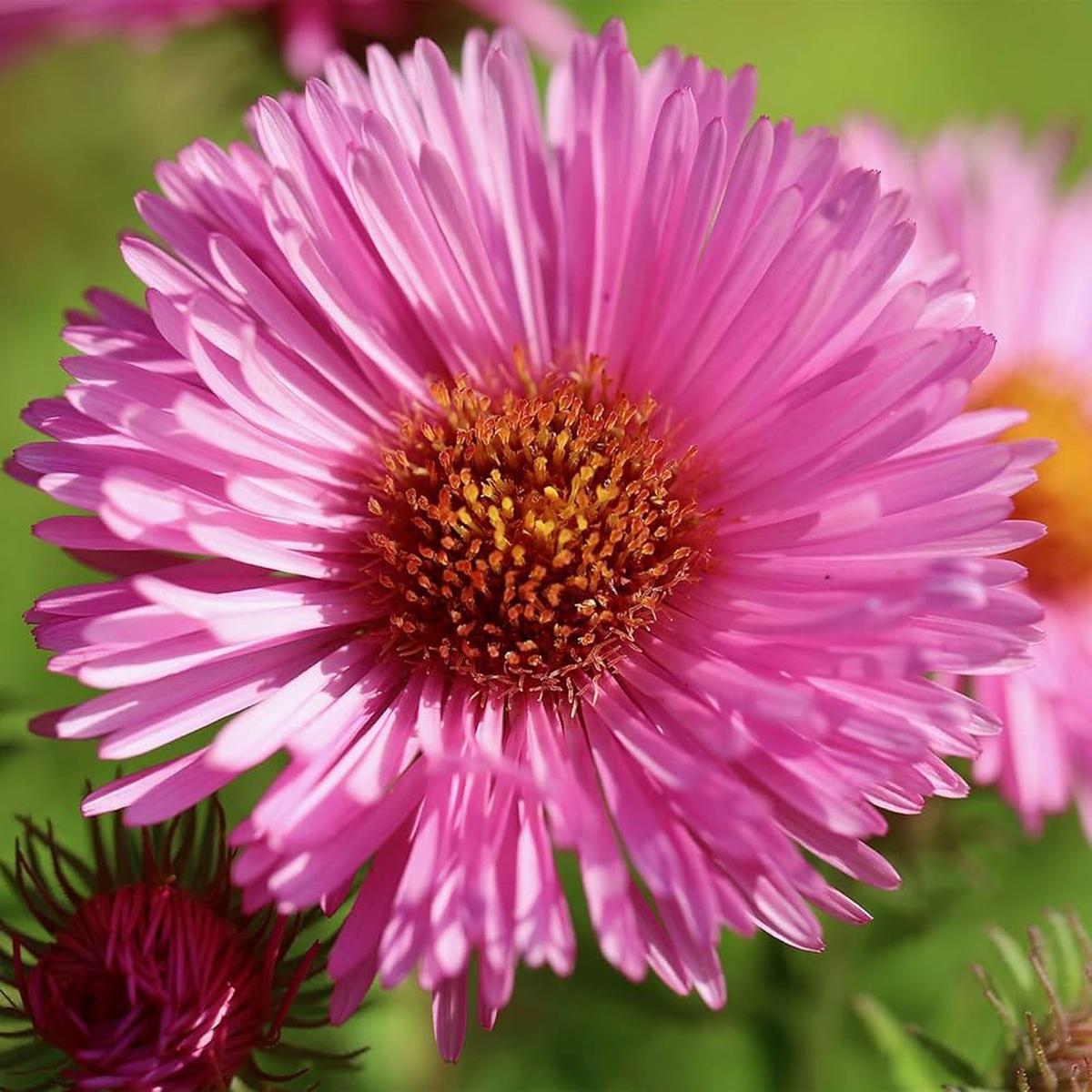 Aster Seeds for Planting Aster Amellus flower bed border garden