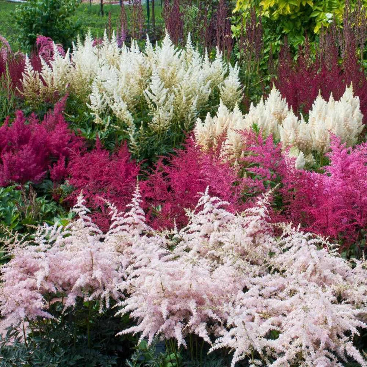 Astilbe Flower Seeds (Green)  Fresh Seeds for Planting Lush Perennials