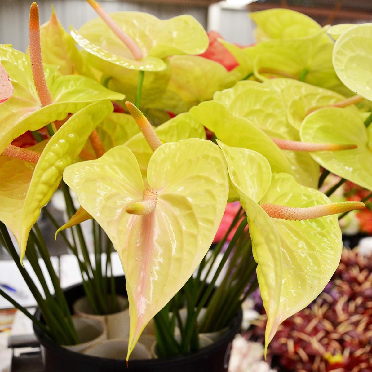 Yellow Anthurium Plant Seeds for Planting  Heirloom, Non-GMO, Organic Garden Seeds with High Germination