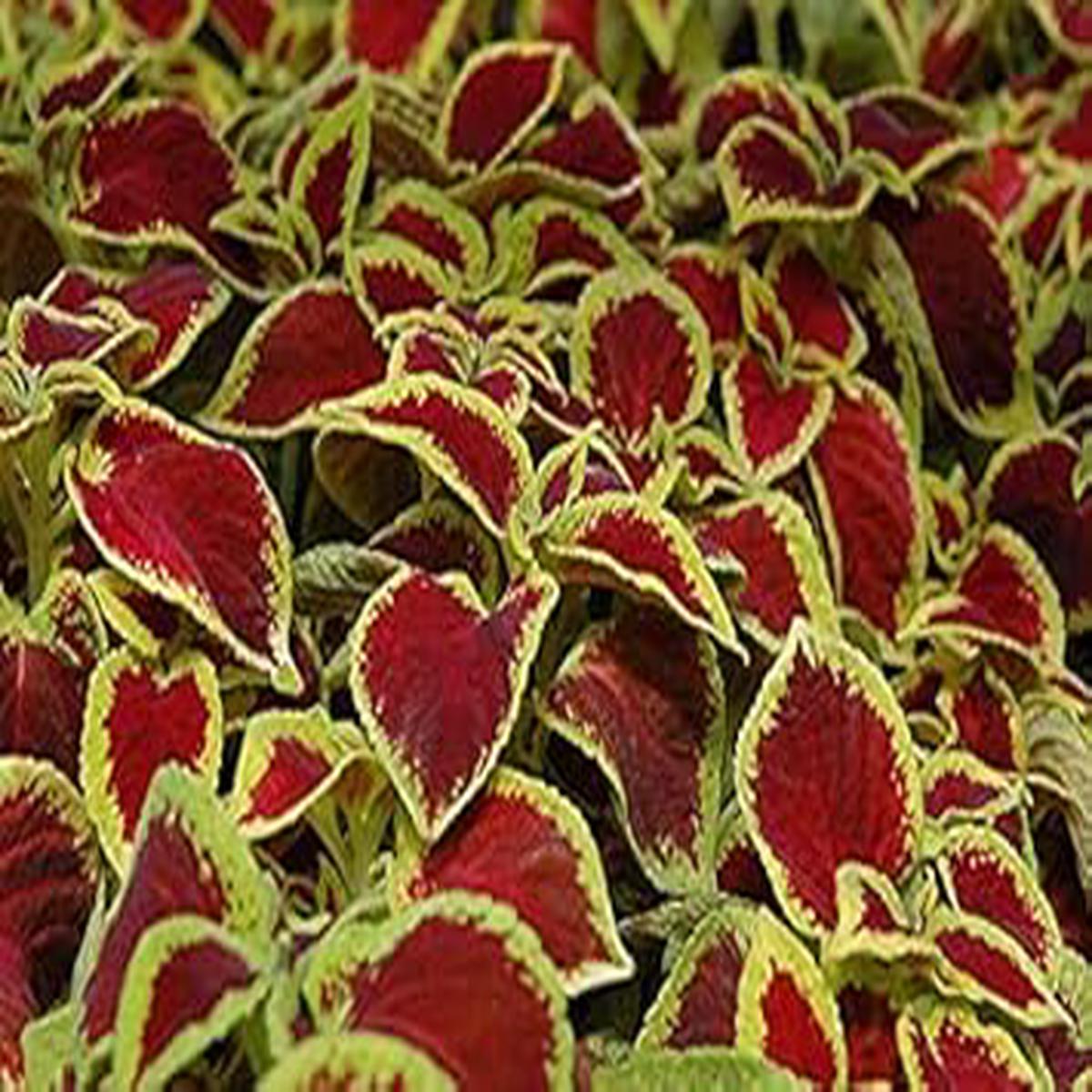 Yellow Dragon Coleus Plant Seeds Heirloom Non-GMO, High Germination Organic Garden Seeds for Planting Vibrant Foliage