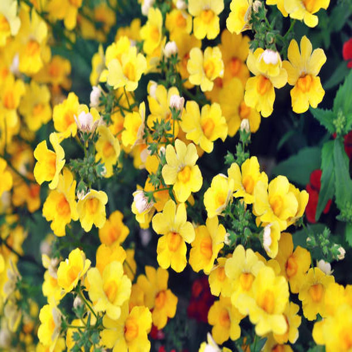 Yellow Nemesia Flower seeds for Planting - Colorful Display, Heirloom & GMO Free Seeds for Home Garden
