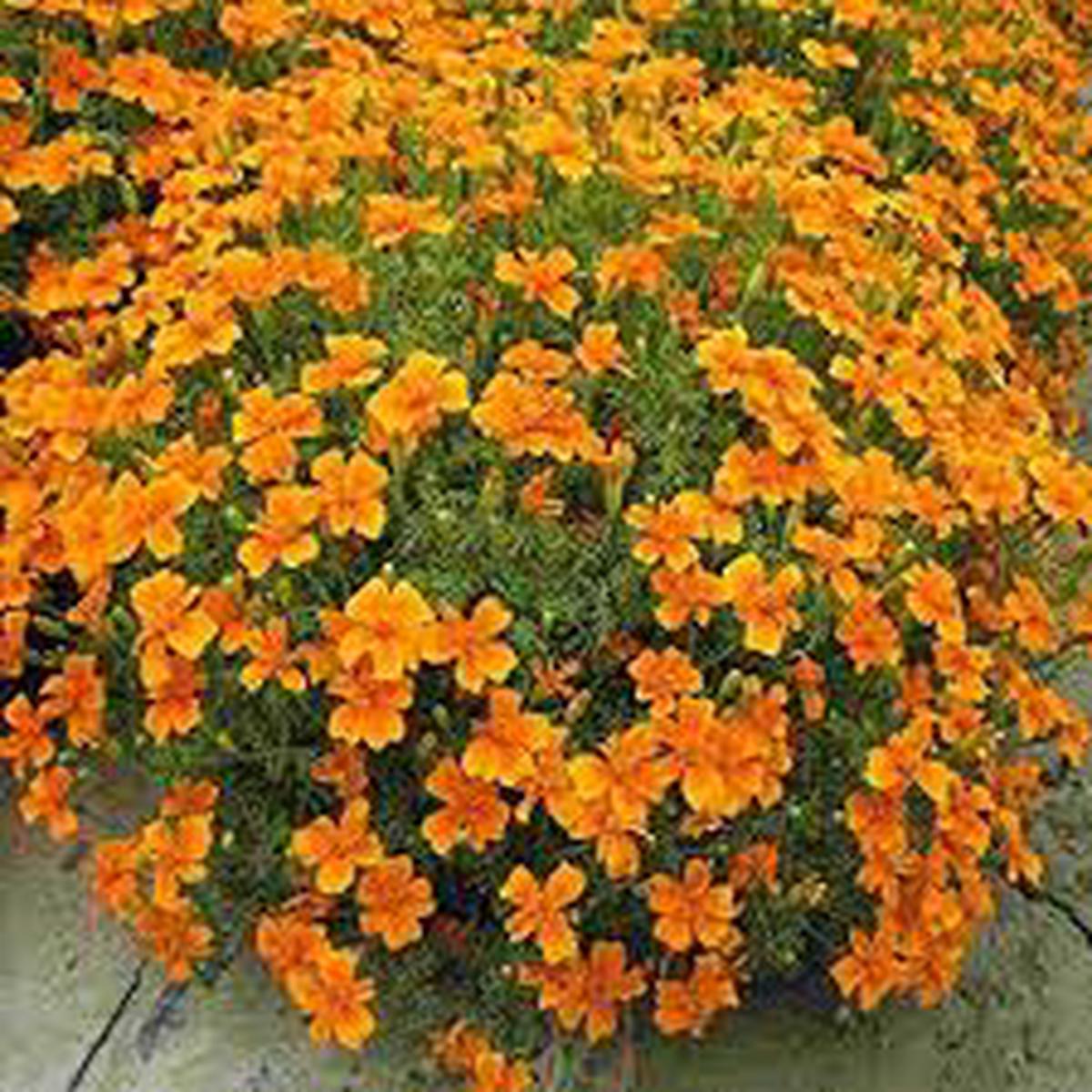 Yellow Signet Marigold Flower Seeds for Planting Compact Growth, Heirloom, Non-GMO, High Germination