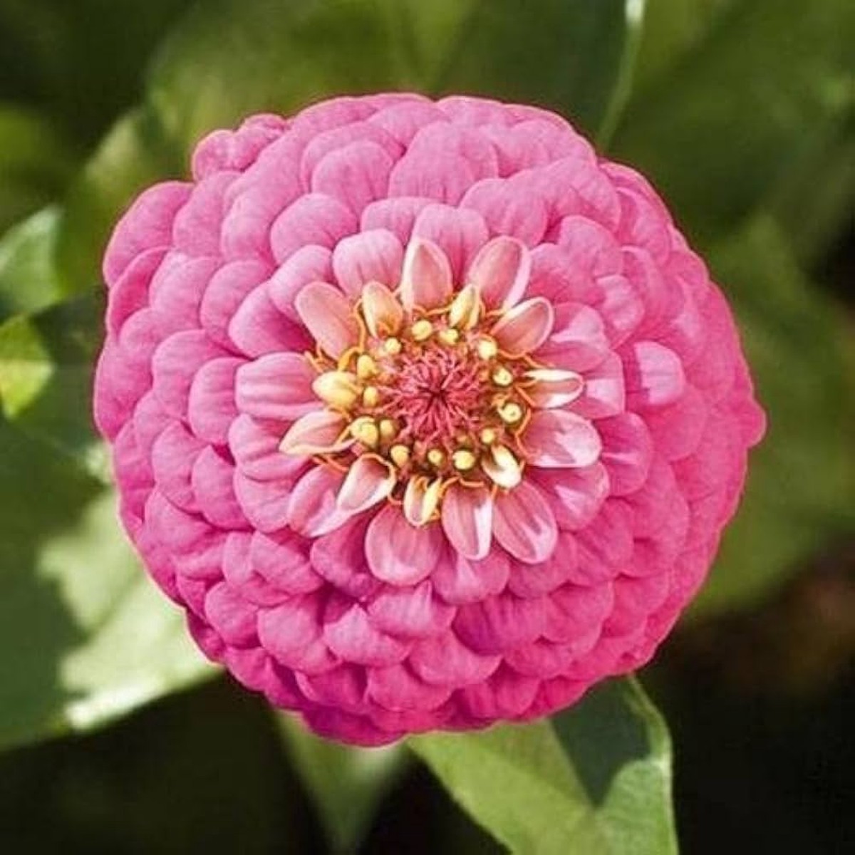 Zinnia Zinnia Elegans Bright Giant Flower For Planting Perfect For Large Flower Beds Seasonal