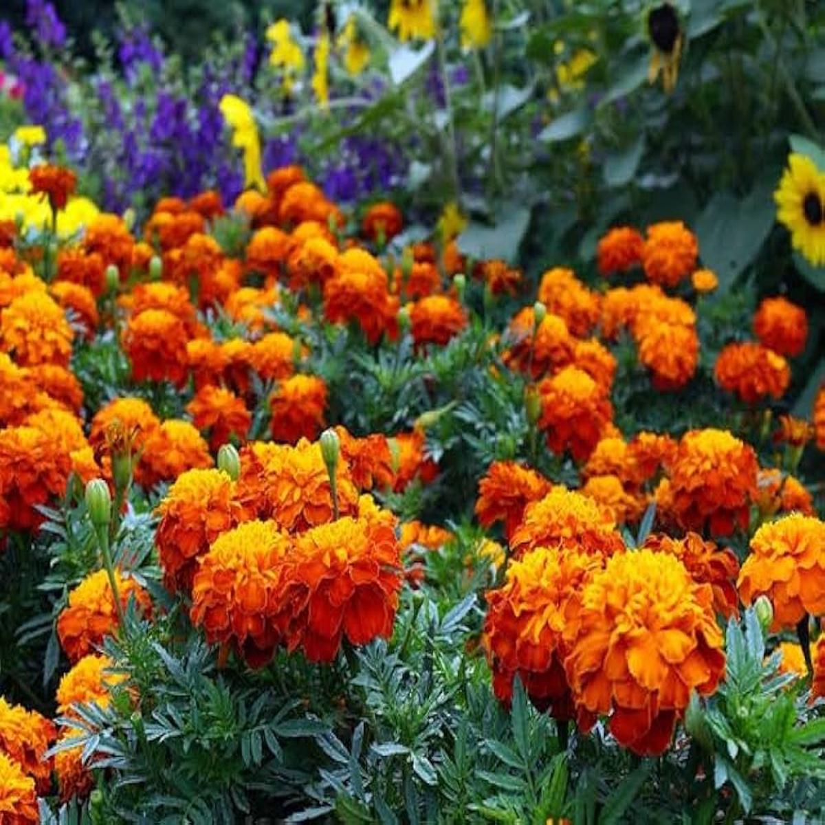Non-GMO Marigold Seeds for Planting  Heirloom, Easy to Grow, Colorful, Annual Blooms