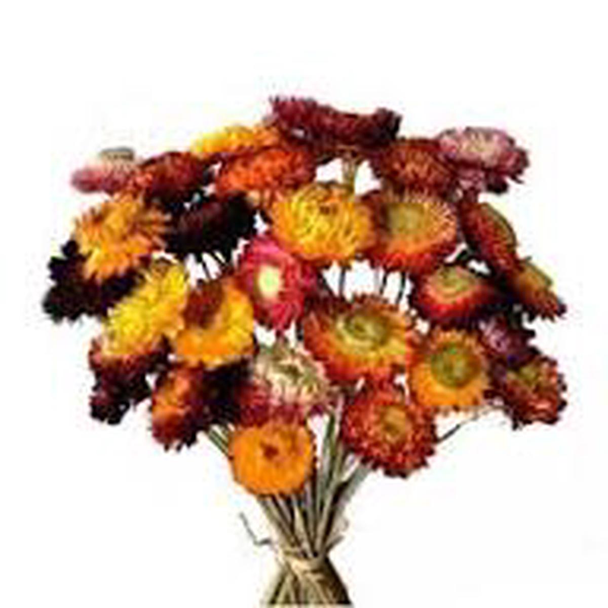 Yellow Orange Straw Flower Seeds for Planting  Cottage Garden, Heirloom, Non-GMO, High Germination Organic Seeds