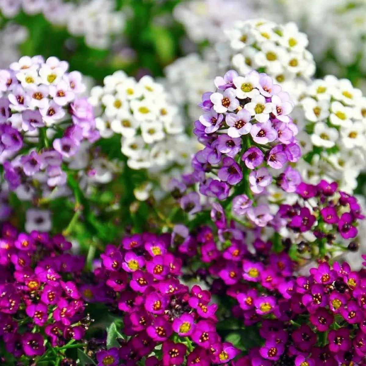 Alyssum Perennial Flower Seeds  Heirloom, Non-GMO Seeds for Planting
