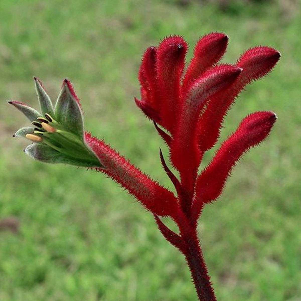 Anigozanthos Flower seeds for Planting Low Maintenance Heirloom & GMO Free Seeds for Home Garden