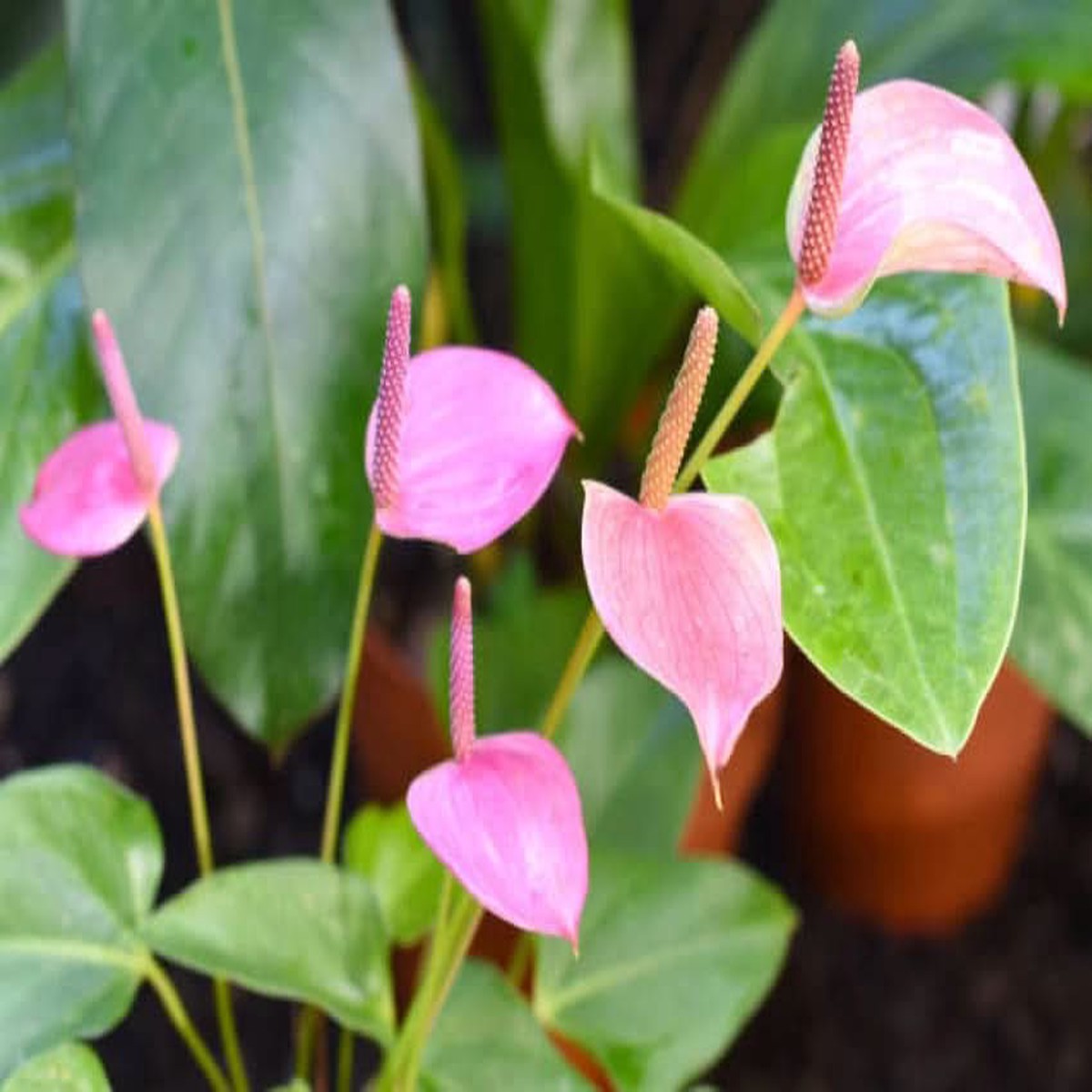 Anthurium Flower For Planting Flower Seeds for Home Garden Planting, Exotic Organic Blooming