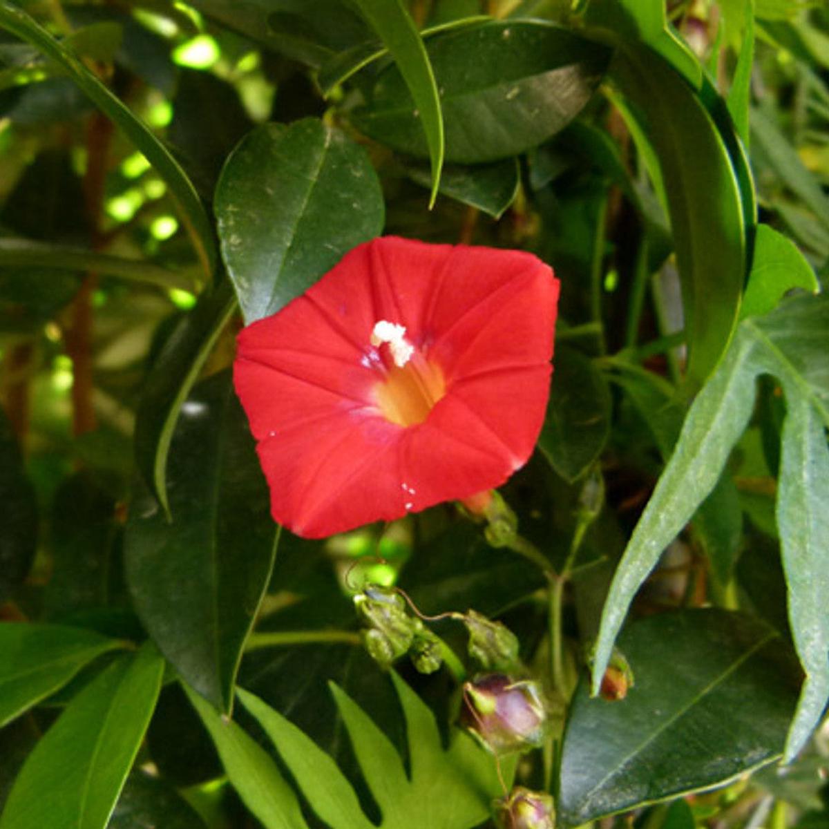 Organic Heirloom Non-GMO Ipomea Seeds for Planting  Vibrant Climbing Blooms