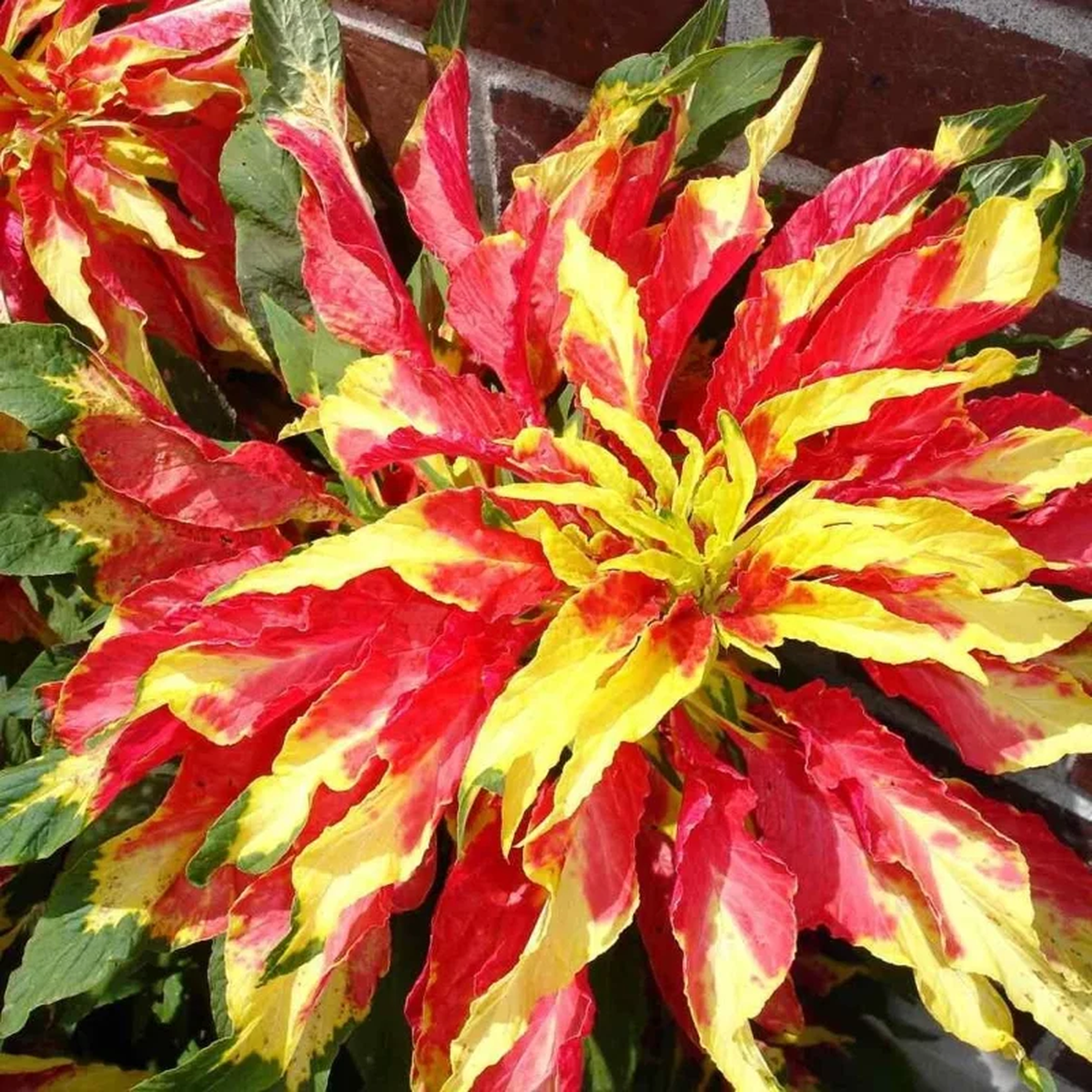 Amaranthus Perfecta Seeds - Amaranthus cruentus Flower Seeds - 500+ Count - Outdoor