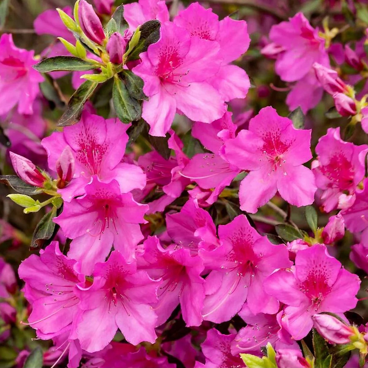 Azalea Pink Flower seeds for Planting - Garden Favorite, Heirloom & GMO Free Seeds for Home Garden