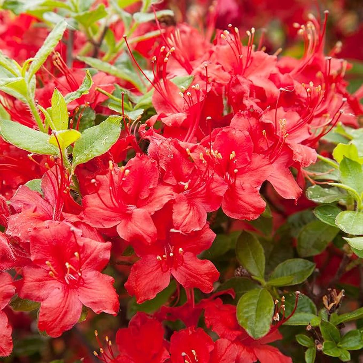 Azalea Rhododendron Azalea Cherry Flower Seeds for Planting  Bonsai Variety for DIY and Outdoor Gardens