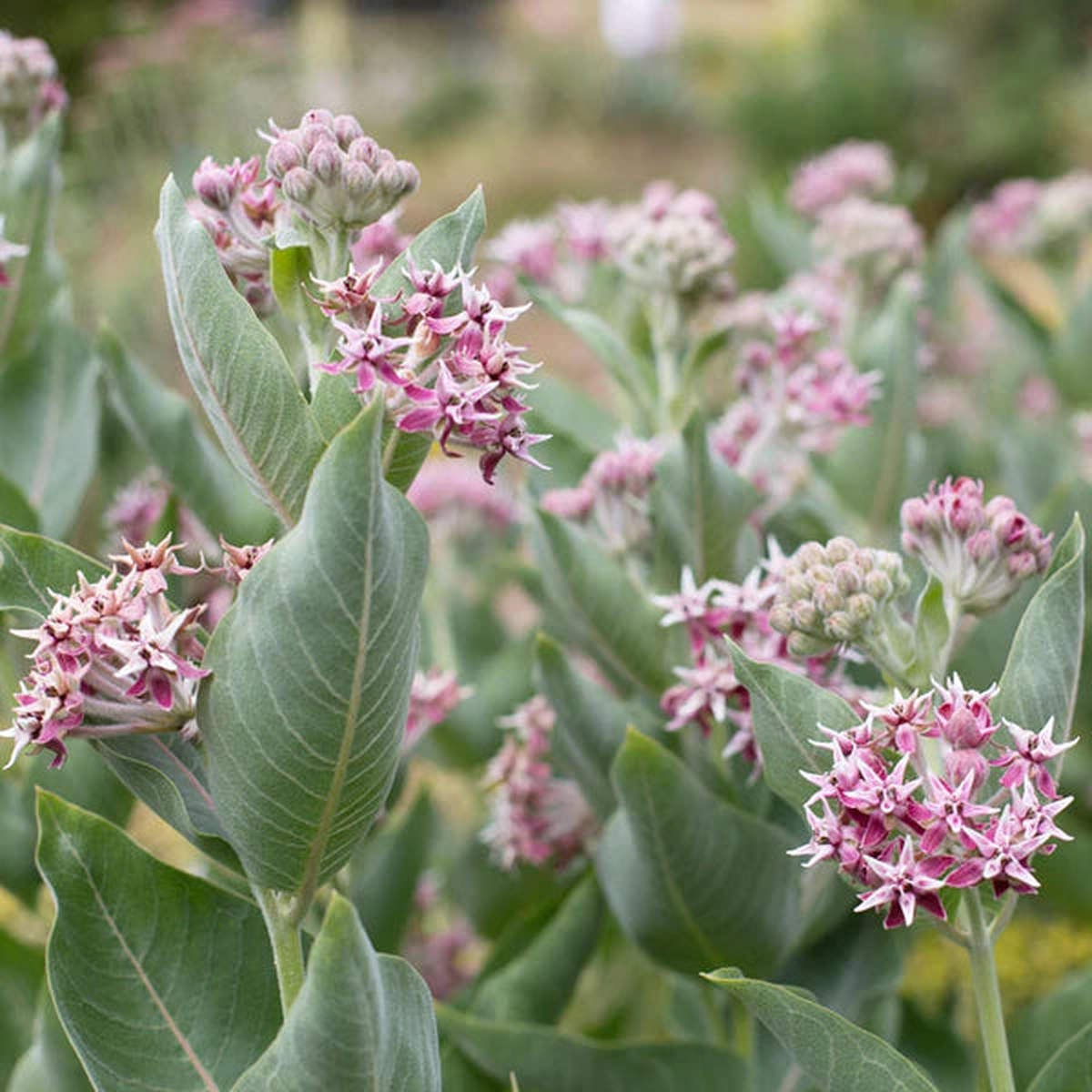 Heirloom Non-GMO Asclepias Speciosa Flower Seeds for Planting Fragrant Pollinator-Friendly Garden Blooms