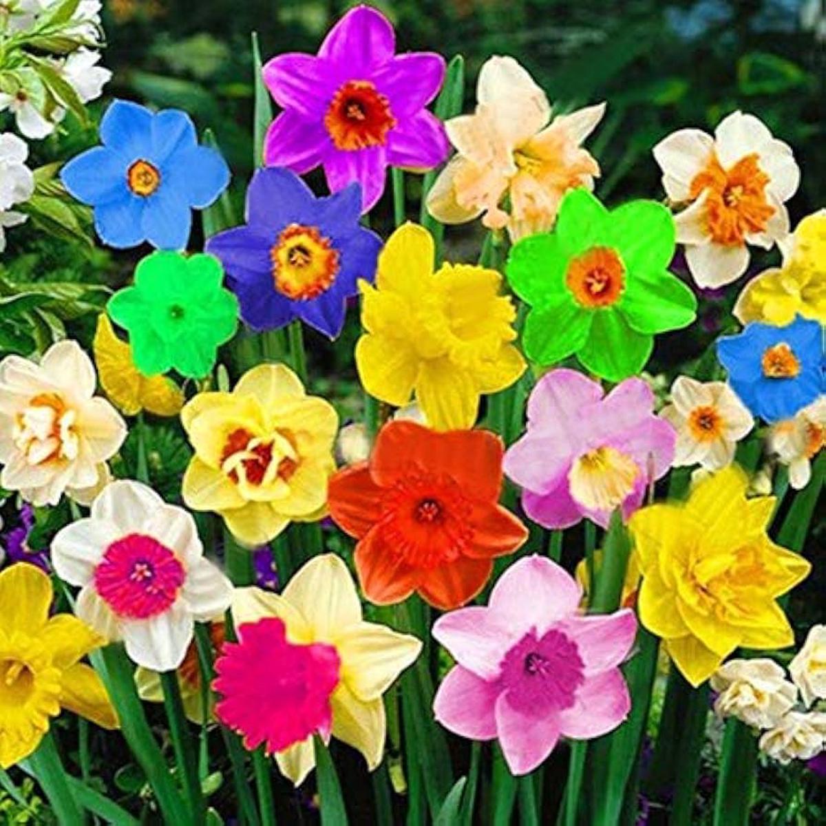 Rainbow Daffodils Flower Seeds for Planting  Vibrant Colors, Heirloom, Non-GMO Seeds