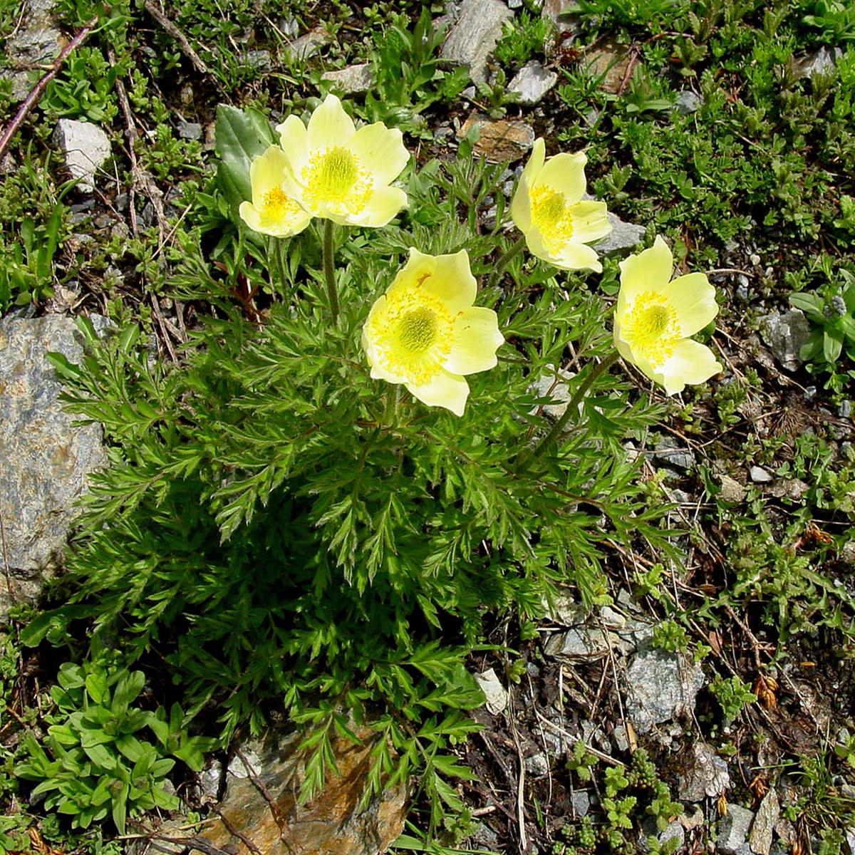 Yellow Perennial Flower Seeds for Planting 100 pcs, Heirloom, Non-GMO, High Germination Organic Garden Seeds