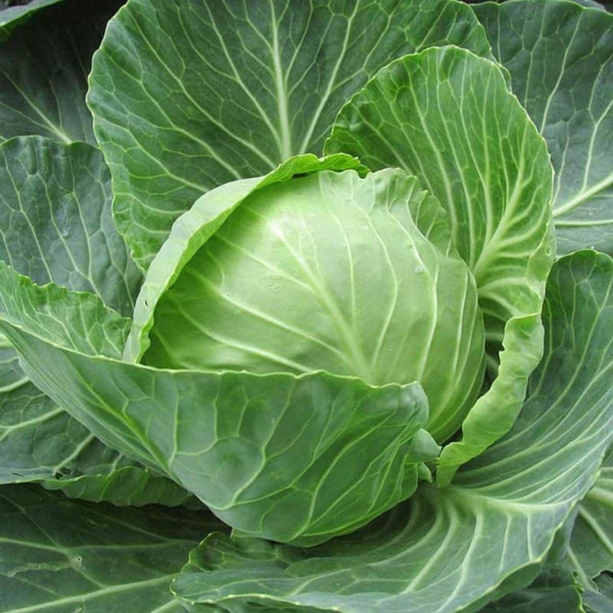 Assorted Vegetable Seeds Deluxe Assorted Veget  Heirloom, Non-GMO, High Germination Organic Garden Seeds