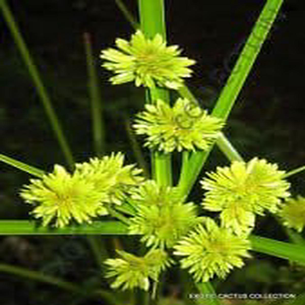 Yellow Cyperus Papyrus Flower seeds for Planting - Cut Flower Favorite, Heirloom & GMO Free Seeds for Home Garden