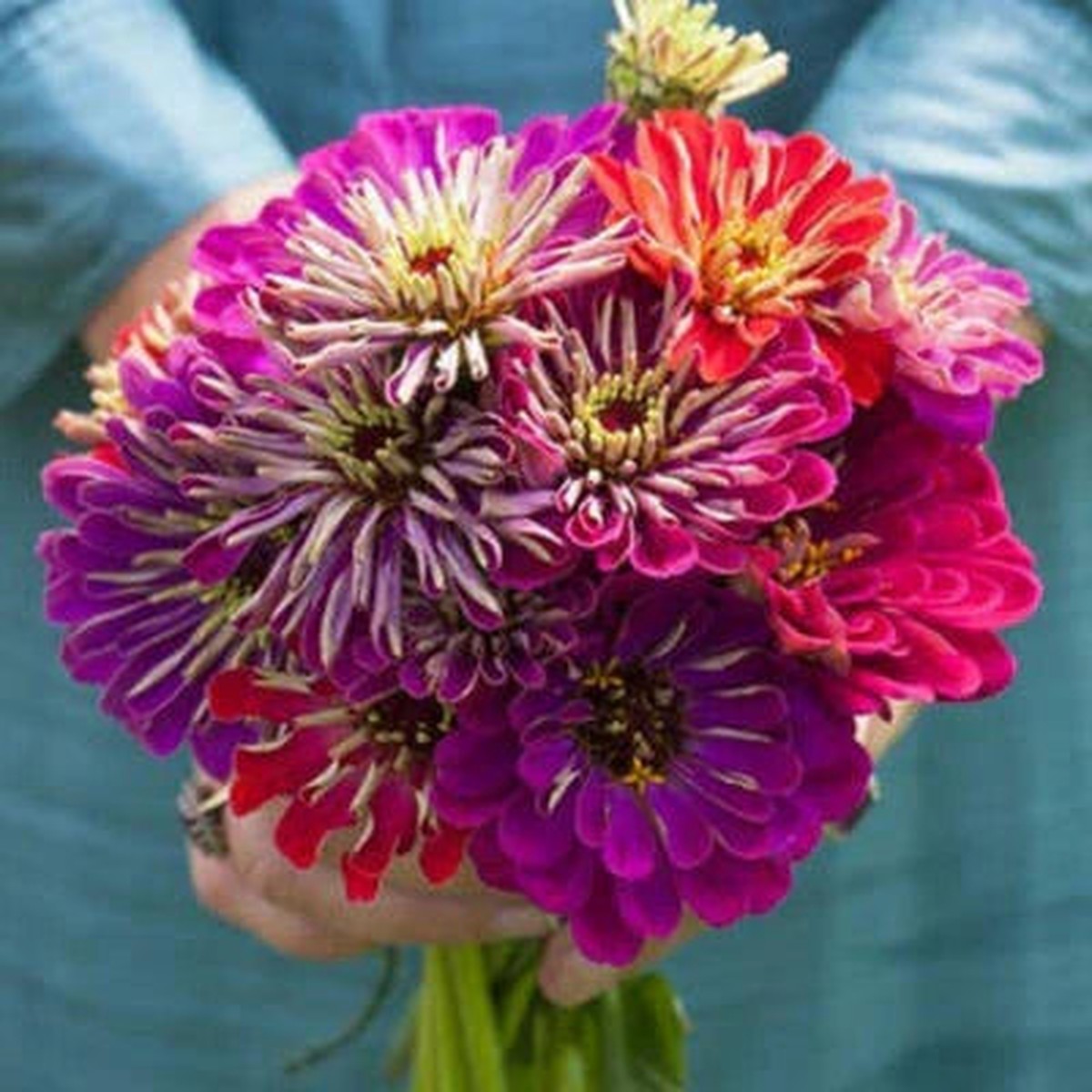 Zinnia Meteor Shower Mixed Colors Flowers Hard To Find Usa Non Gmo Heirloom Easy To Grow Annual