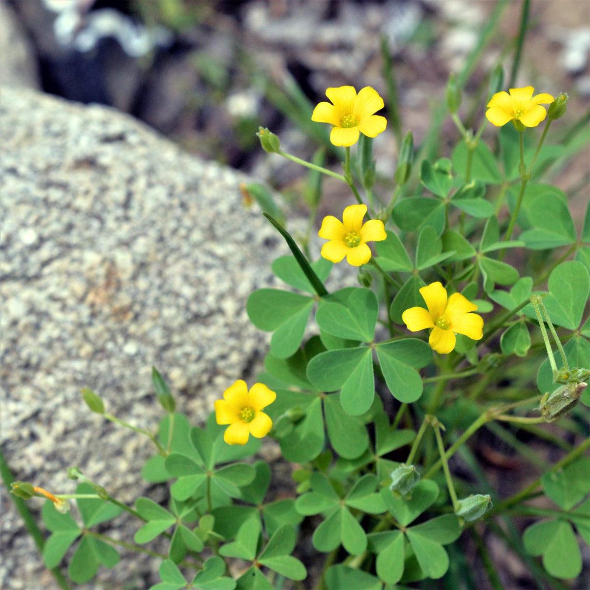 African Oxalis Flower seeds for Planting Compact Growth Heirloom & GMO Free Seeds for Home Garden