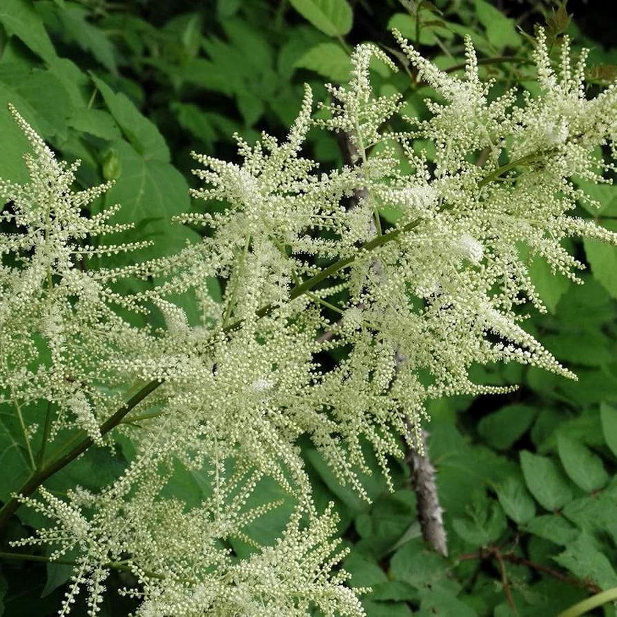 Aruncus Dioicus Goat S Beard Perennial Flower Flower Seeds for Home Garden Planting, Blooming