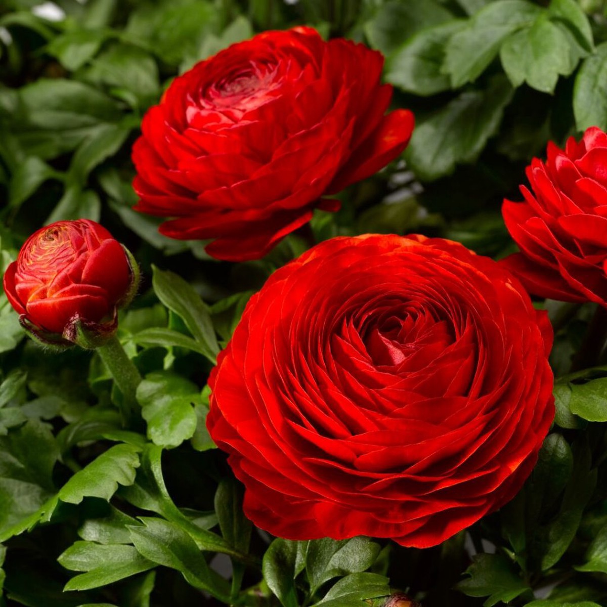 Asiaticus Ranunculus Organic Heirloom Non Gmo Flower Planting Flower Seeds Home Garden