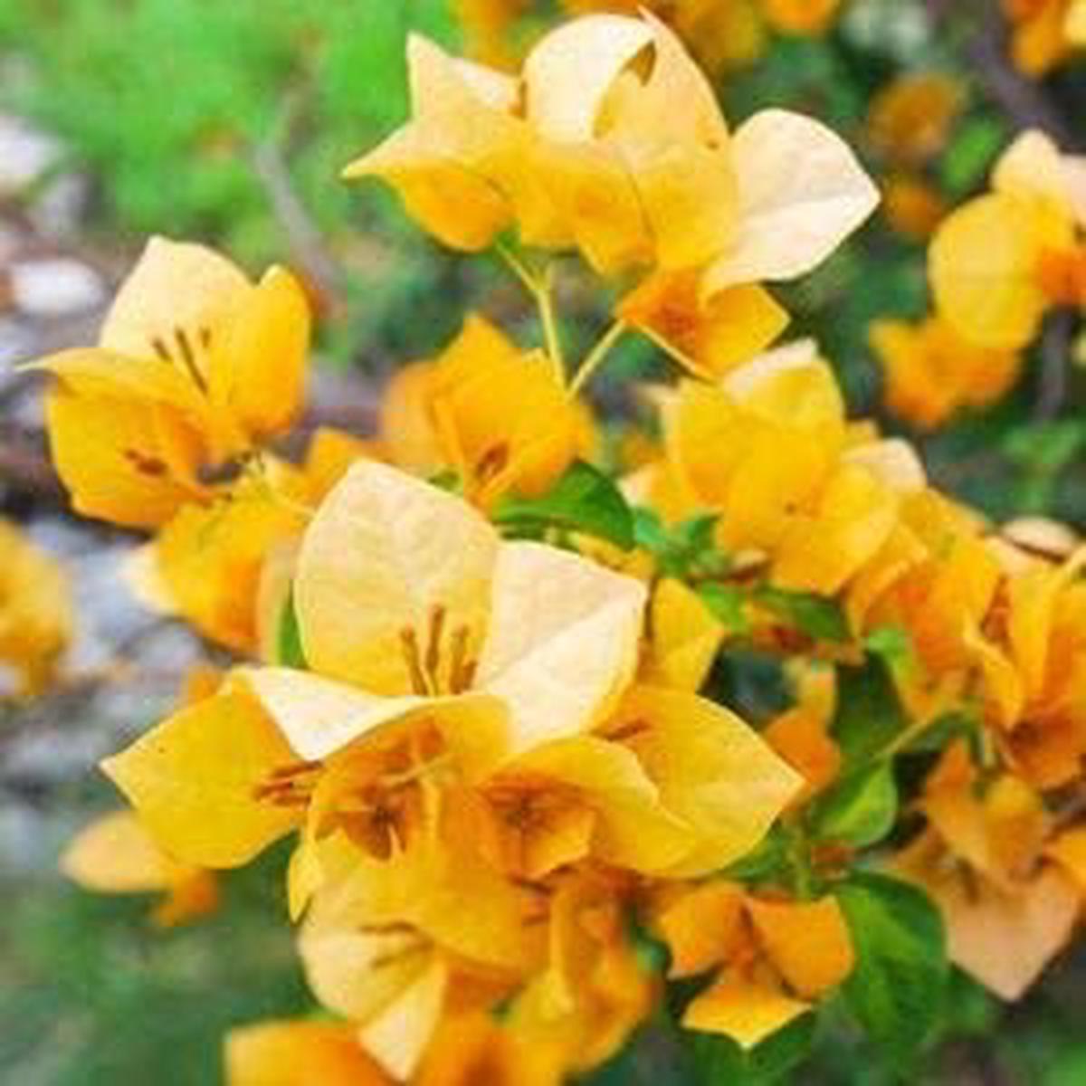 Yellow Bougainvillea Flower Seeds for Planting Organic, Heirloom & Non-GMO Garden Seeds