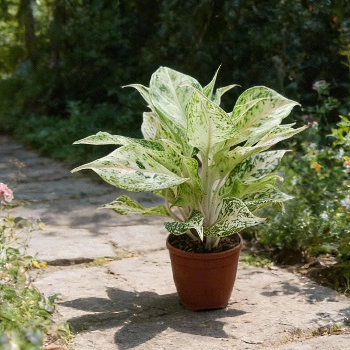 Aglaonema White Mix Planting Seeds for Your Garden