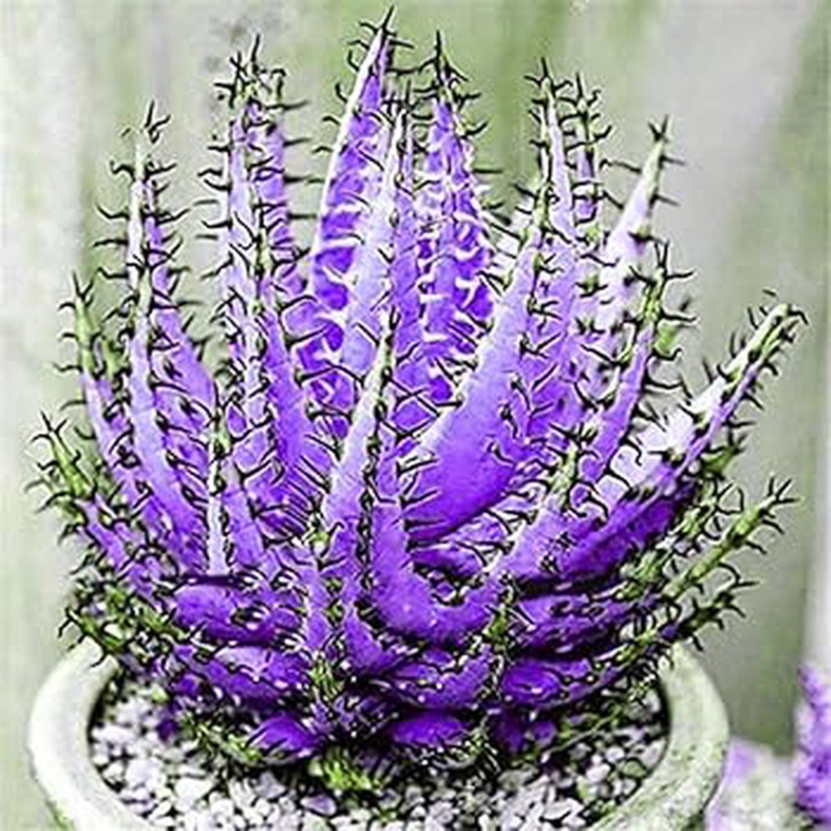 Aloe Vera for Planting Dark Violet White  Heirloom, Non-GMO, High Germination Seeds for Home Garden