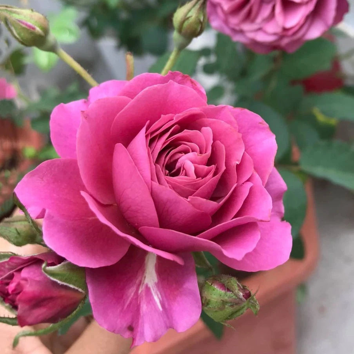 Aoi Rose Seeds - Seeds - Rose Flower Gardening  Heirloom, Non-GMO, High Germination Organic Garden Seeds
