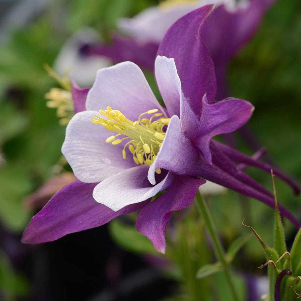 Aquilegia Flower Seeds for Planting  Wildflower Mix, Heirloom, Non-GMO, High Germination Organic Garden Seeds