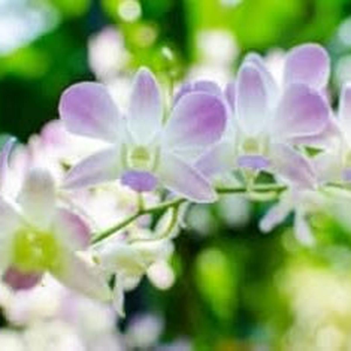 Ascocentrum Purple White Seeds for Planting  Organic, Heirloom, Non-GMO Flower Seeds