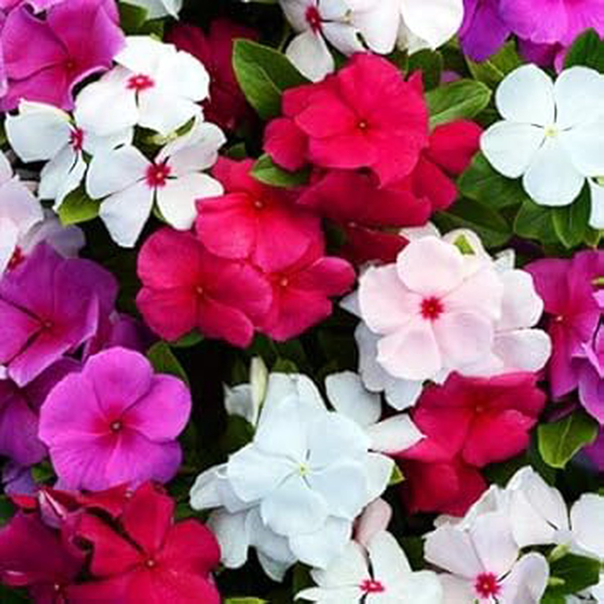 Mixed Periwinkle Vinca Seeds for Planting  Organic Heirloom Non-GMO High Germination Garden Seeds
