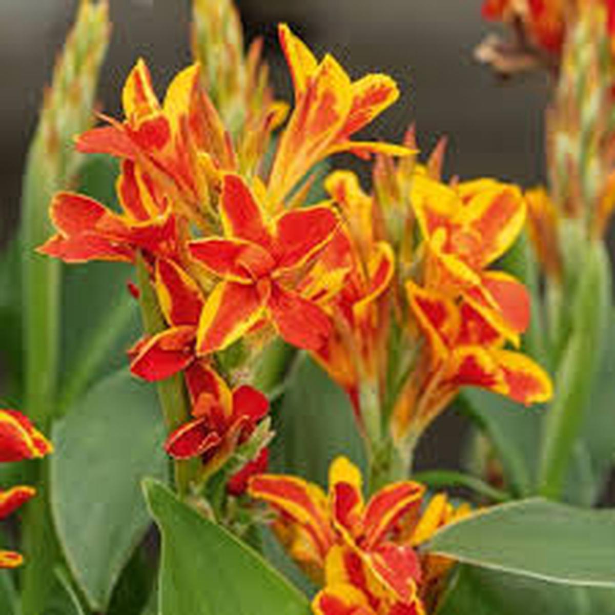 Yellow Achira Flower Seeds for Planting  Heirloom, Non-GMO, Wildflower Mix Organic Garden Seeds