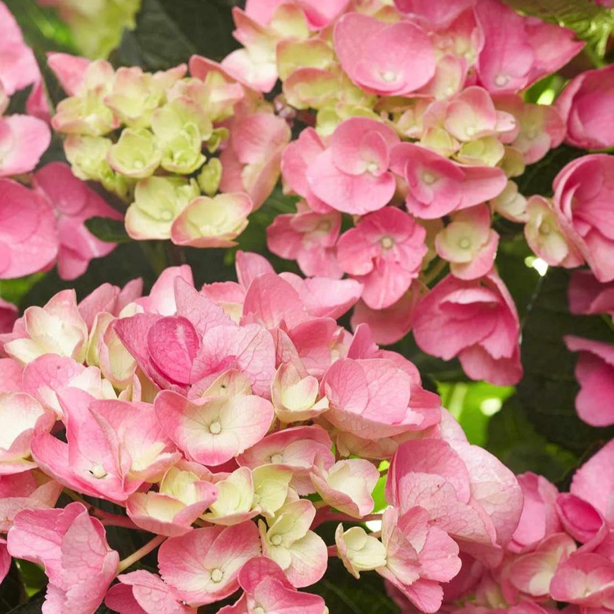 Yellow Pink Hydrangea Flower Seeds for Planting Heirloom, Non-GMO, High Germination Organic Garden Seeds