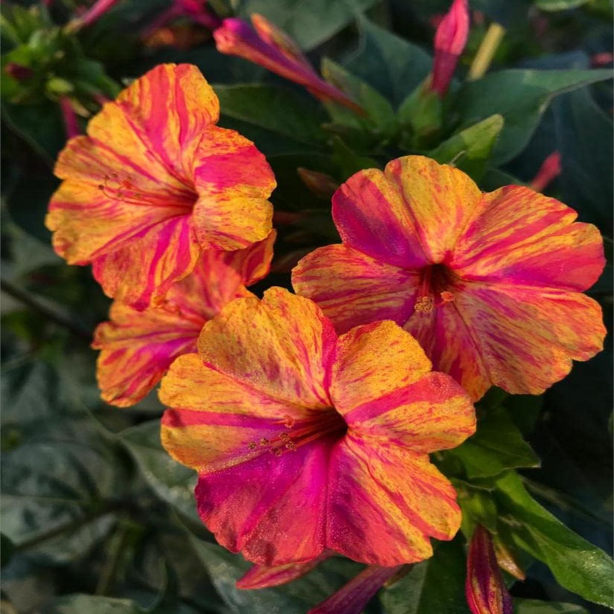 Yellow Red Mirabilis Flower Seeds for Planting  Heirloom, Non-GMO, High Germination Organic Garden Seeds