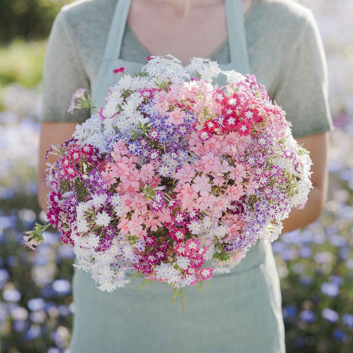 Annual Phlox Seeds - Twinkle Mix