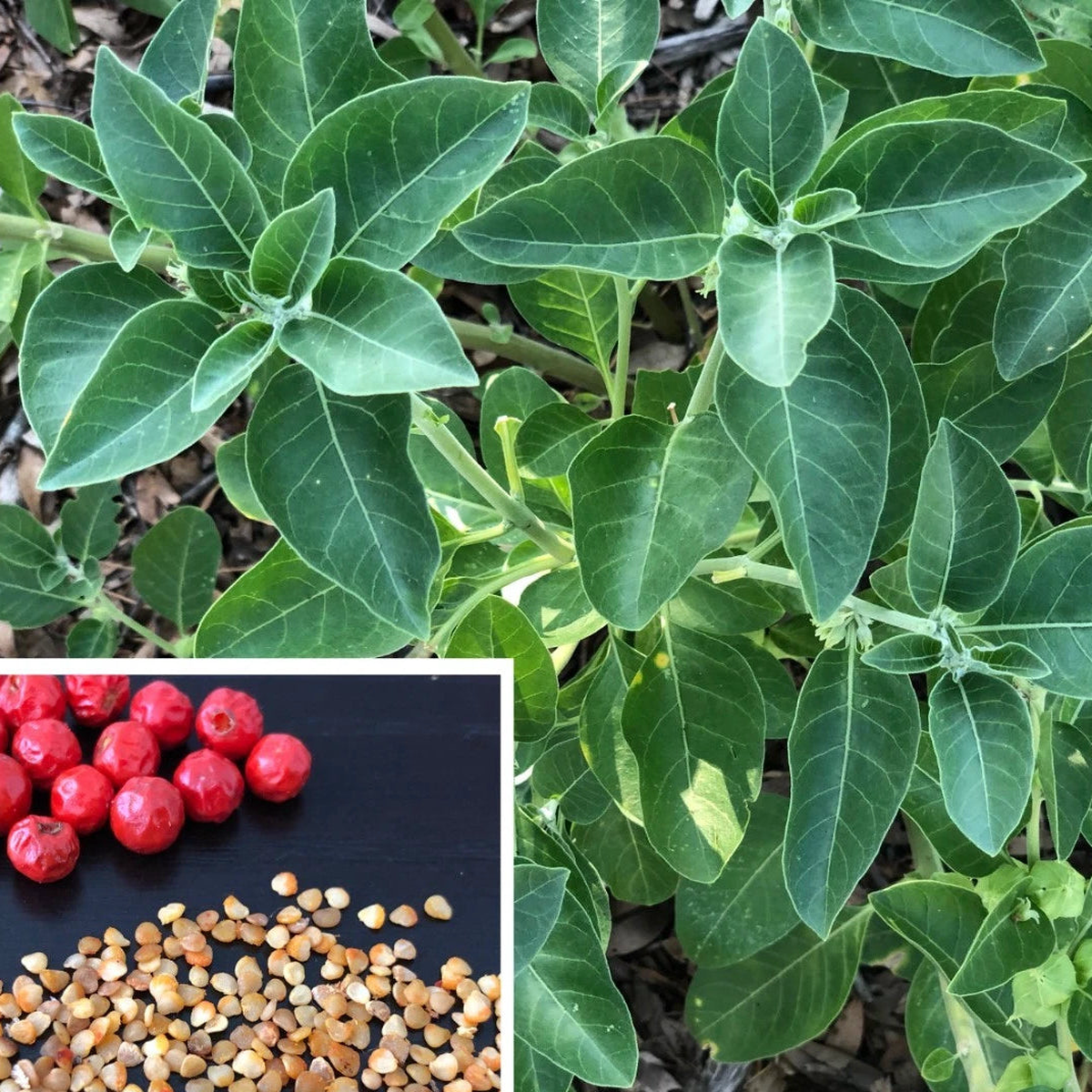 Ashwagandha SEEDS Seeds Withania Somnifera Indian Ginseng Ayurvedic Herb Seeds  Heirloom, Non-GMO, High Germination Organic Garden Seeds