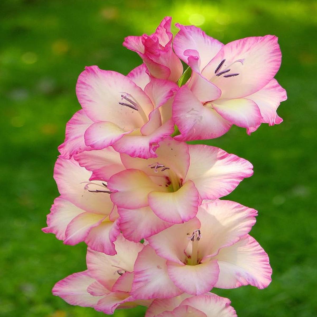 Yellow Light Pink Gladiolus Flower Seeds for Planting  Heirloom, Non-GMO, High Germination Organic Garden Seeds, Fragrant Blooms